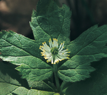 The Healing Powers of Goldenseal